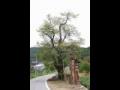 가천리 요동마을 시무나무 썸네일 이미지
