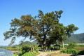 항가리 반월마을 당산나무 썸네일 이미지