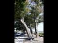 봉동읍 상장기 당산나무 썸네일 이미지